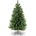 4 ft. North Valley Spruce Tree
