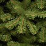 4 ft. North Valley Spruce Tree - Image 3