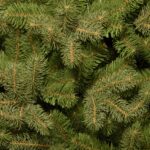 6.5 ft. Downswept Douglas Fir Tree - Image 4