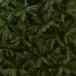 7.5 ft. Newberry Spruce Tree - Image 3