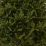 6.5 ft. Norway Fir Tree - Image 3